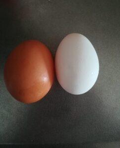 高い卵と安い卵に見た目の違いの画像